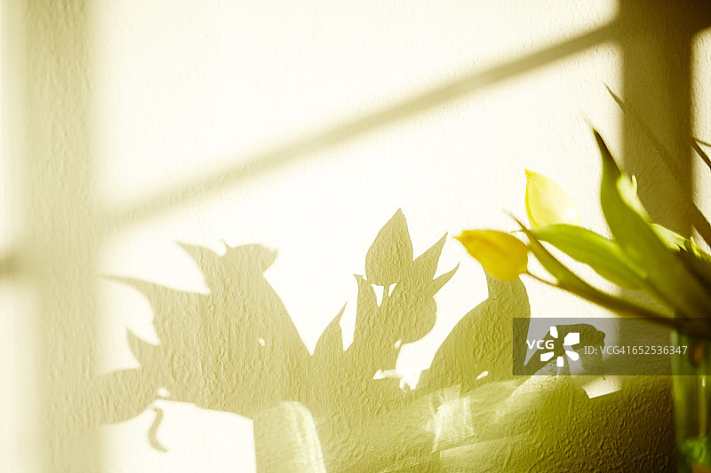 阳光把花的影子投射在墙上图片素材