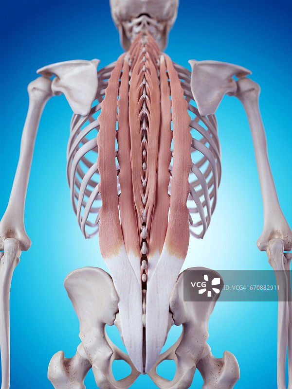 人体背部肌肉图片素材