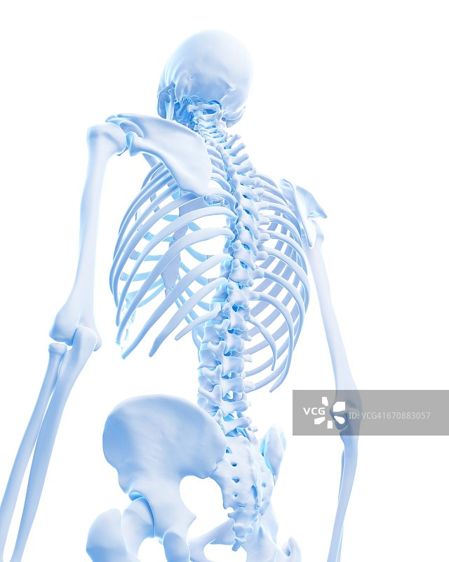 人体骨骼系统图片素材