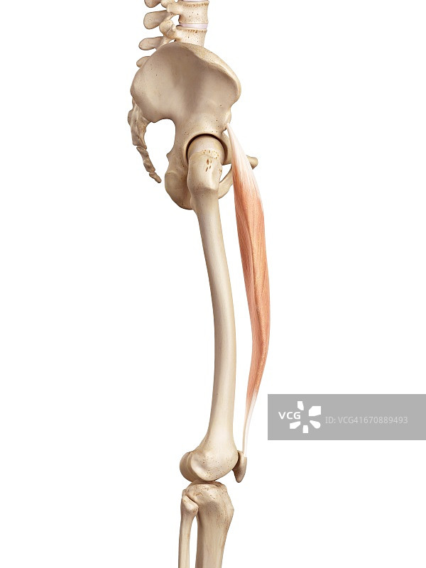 人体腿部肌肉图片素材
