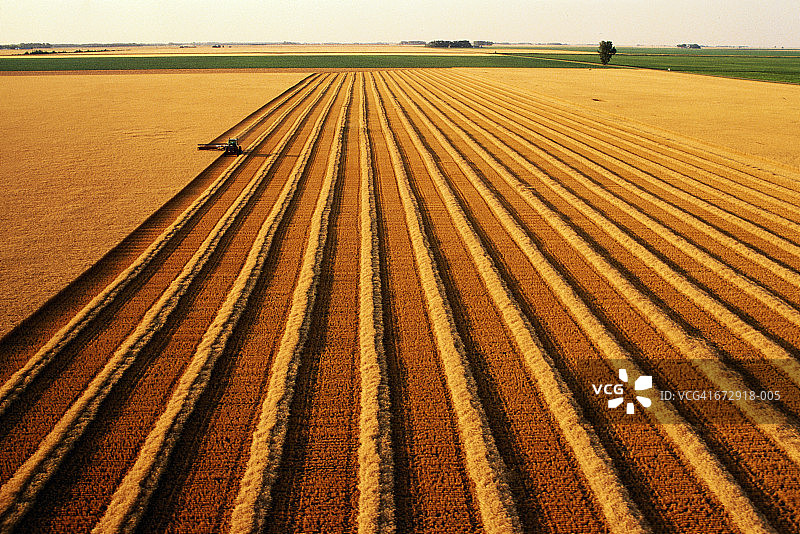 拖拉机包裹成熟小麦(小麦属)，鸟瞰图图片素材
