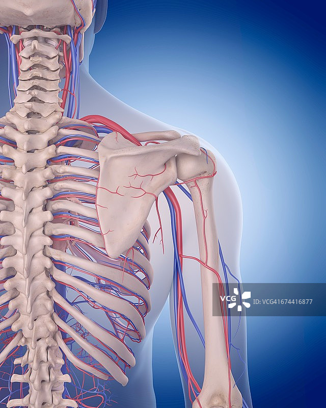 肩部血管系统图片素材