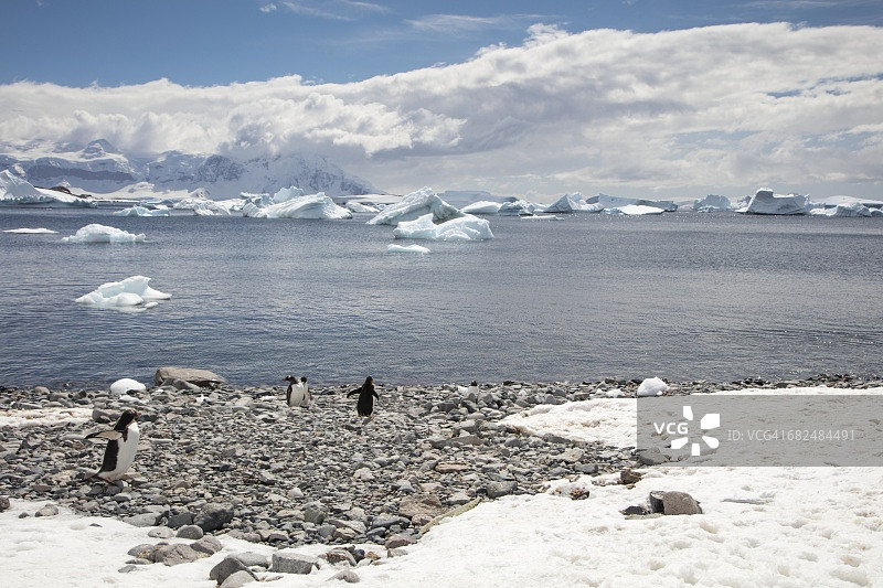 巴布亚企鹅(Pygoscelis papua)和冰山图片素材