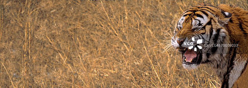 东北虎(Panthera tigris altaica)中国(数字合成)图片素材