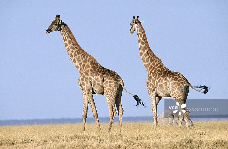 丛林草原上的一对长颈鹿图片素材