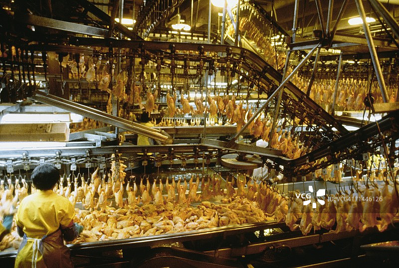 后视图的一个女人在鸡肉加工厂工作，刘易斯顿，北卡罗来纳州，美国图片素材