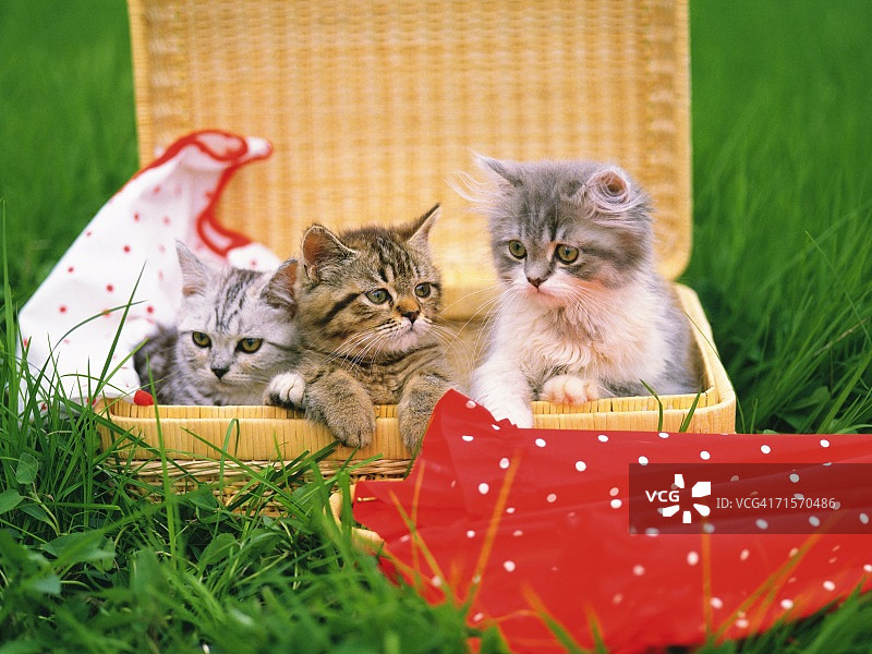 三只小猫坐在一个篮子里，周围是草，看不同的方向，不同的焦点图片素材