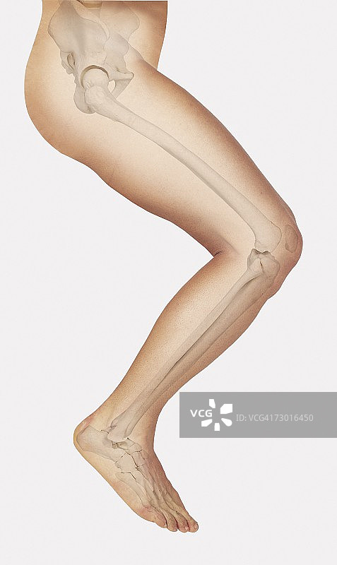 图中显示了人类腿部的骨骼，准备跳跃。图片素材