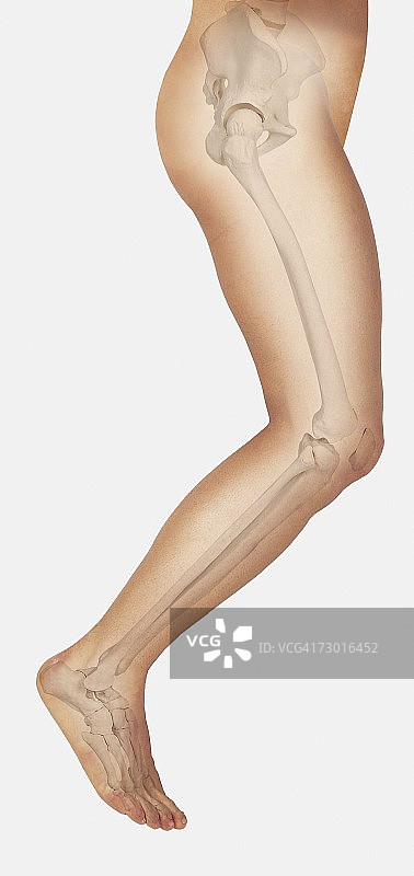 图中显示了人类腿内的骨头，向前跳跃。图片素材
