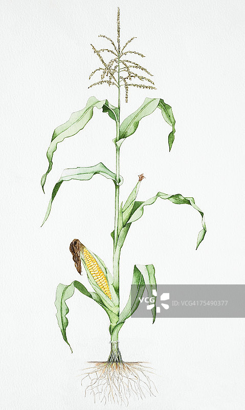 玉米，有穗轴和叶图片素材