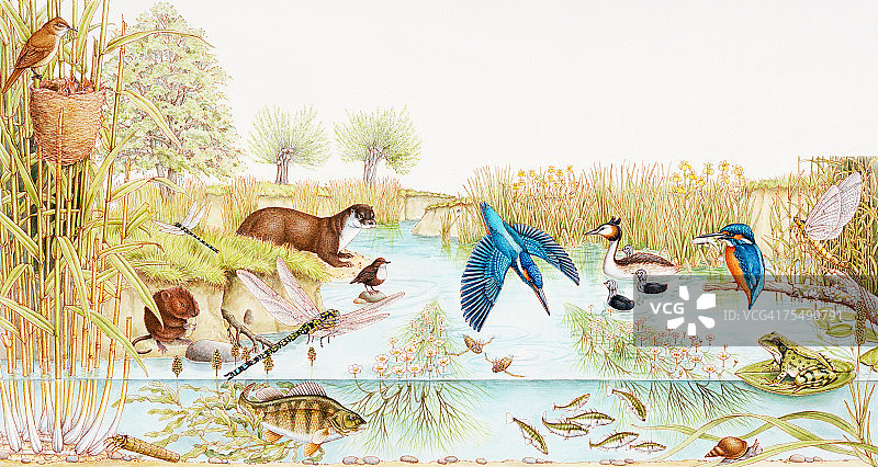 英国池塘内外野生动物的选择图片素材