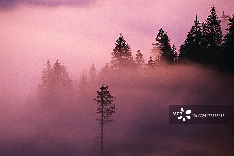 威拉米特国家森林在日出时的大雾中图片素材