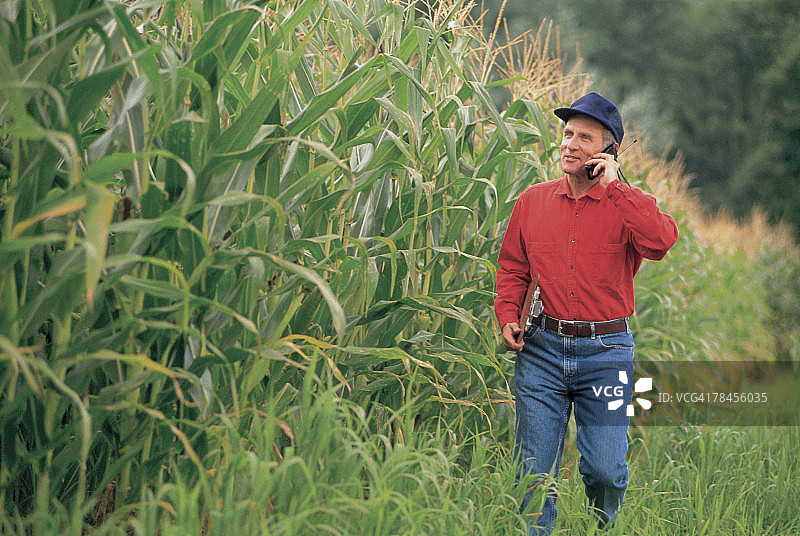 在玉米地里用手机的男人图片素材