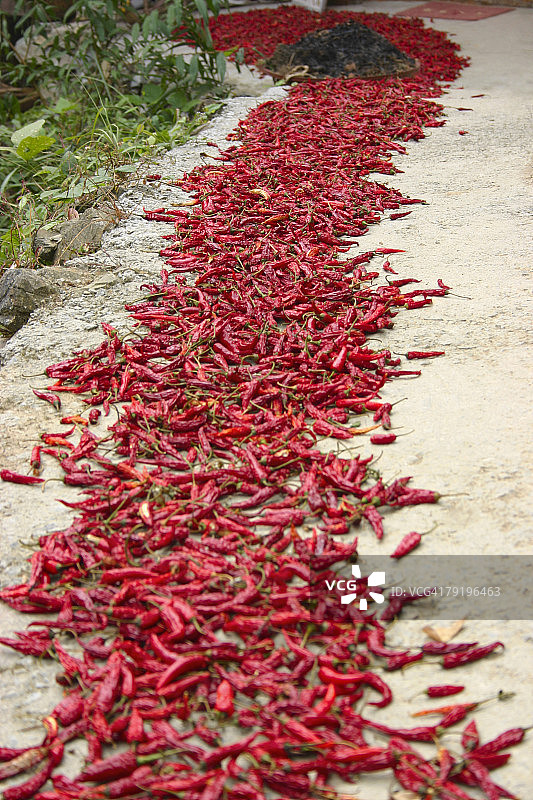 高角度的红辣椒干燥在一个领域，龙胜，中国图片素材