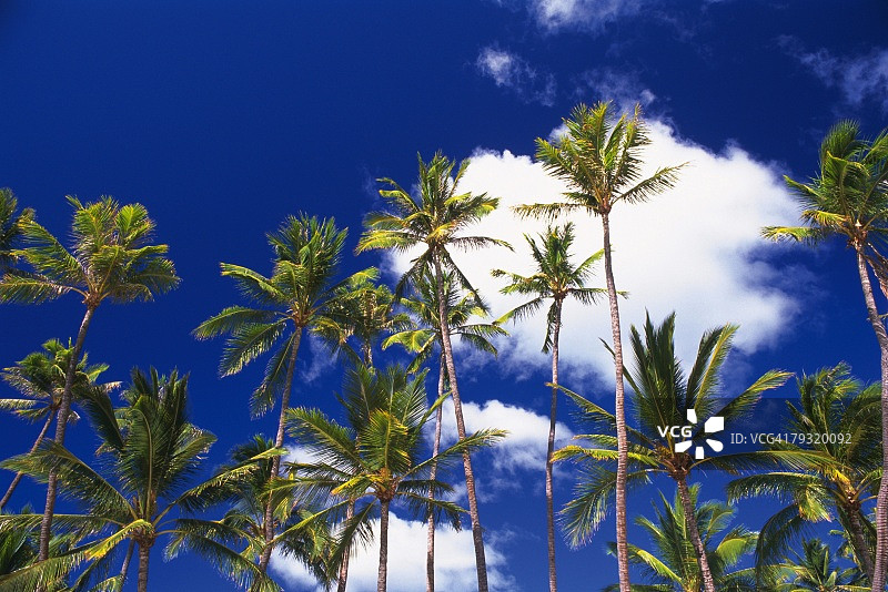 棕榈树在蓝天，低角度的观点图片素材
