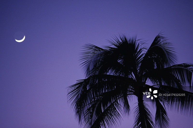 棕榈树和月亮，低角度的观点图片素材