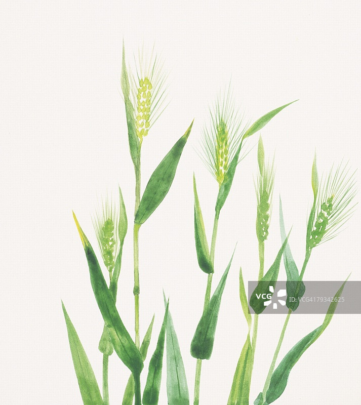 燕麦植物图片素材