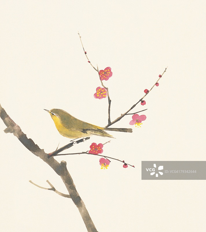 一只日本夜莺栖息在梅树的树枝上图片素材