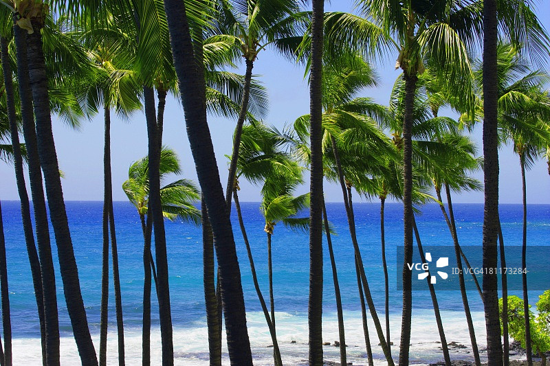 夏威夷的棕榈树图片素材