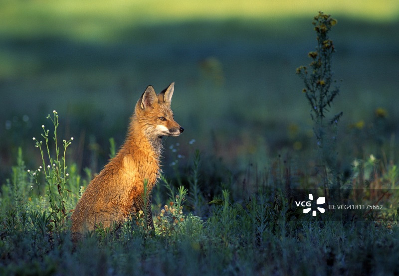 红狐狸幼崽坐在草地上图片素材