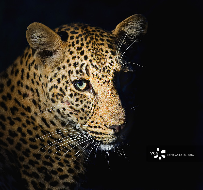 豹的特写，大克鲁格国家公园，南非图片素材