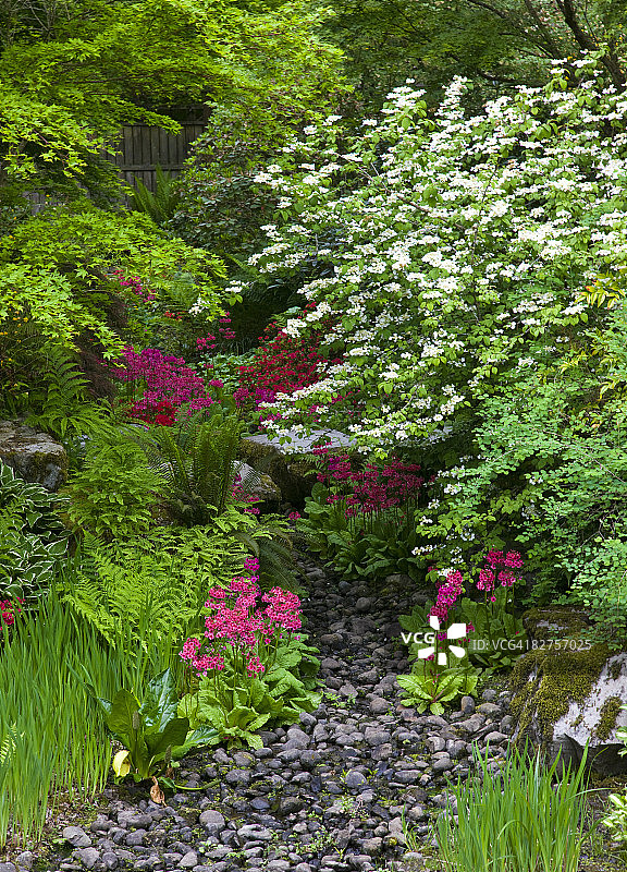 贝尔维尤日本花园春天图片素材