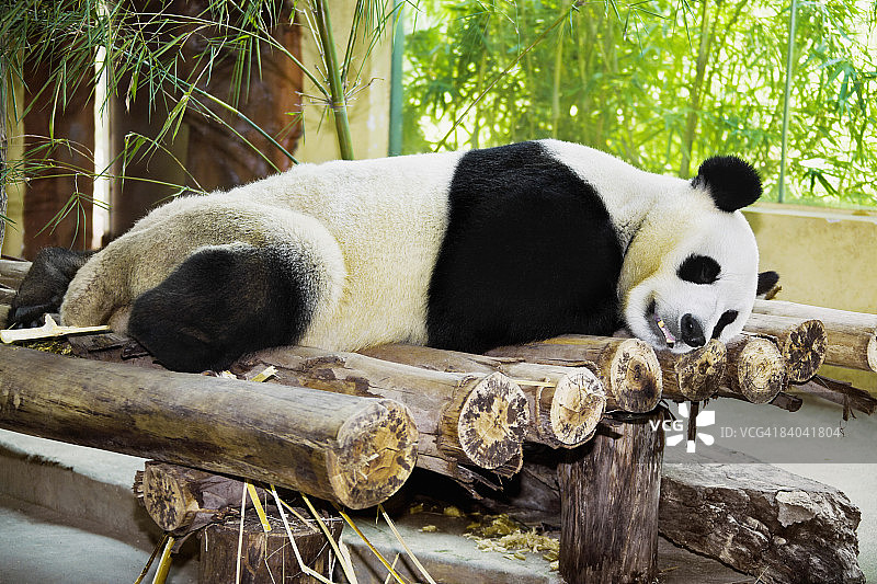 熊猫睡在原木上，香江野生动物园，广州，广东省图片素材