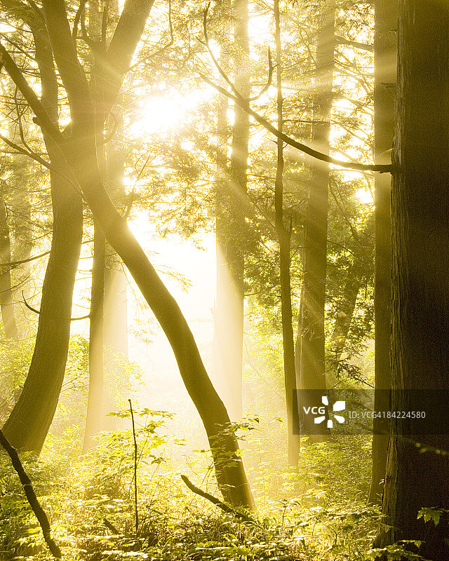 阳光穿过森林的树木图片素材