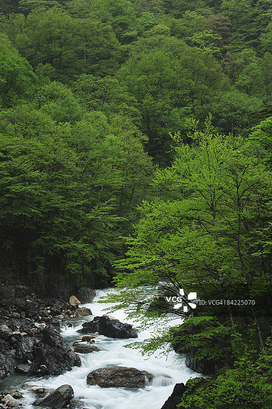 日本长野上高内，河流流经郁郁葱葱的森林，高角度观赏图片素材