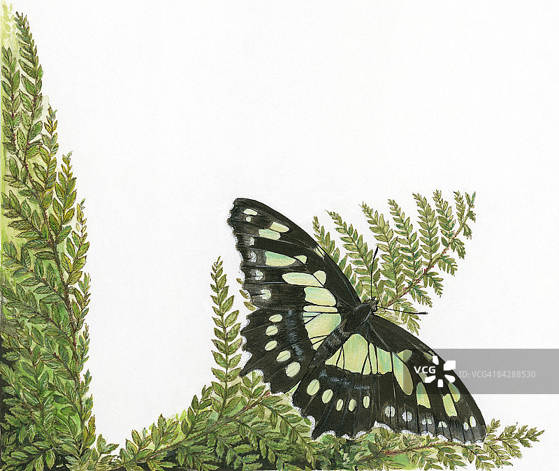 孔雀石(菱形孔雀石)蝴蝶，叶茎上图片素材