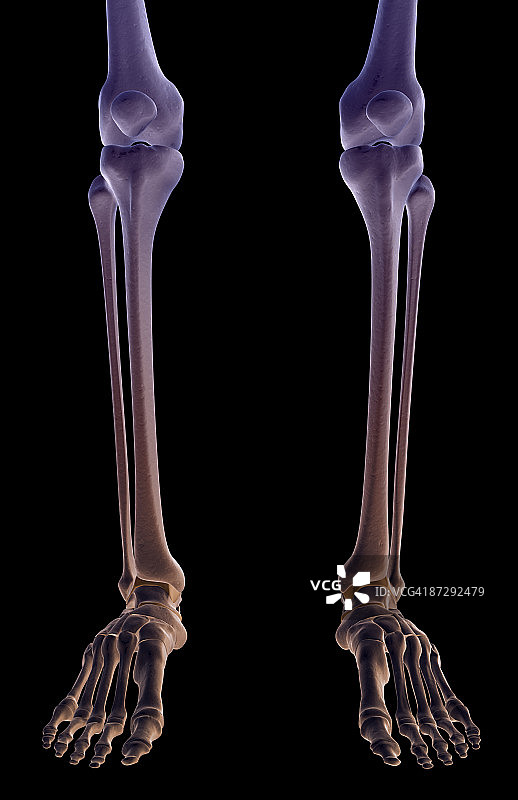 腿的骨头图片素材