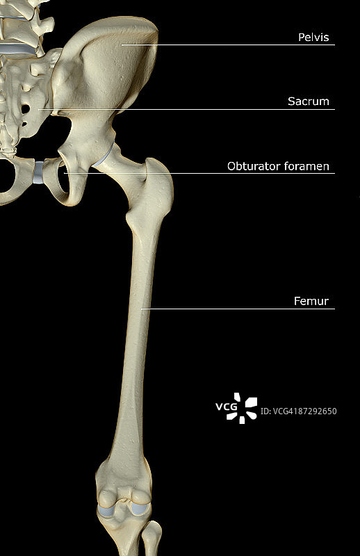 髋骨臀部和下肢的骨头图片素材