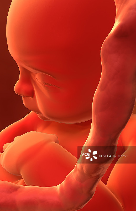 胚胎发育图片素材