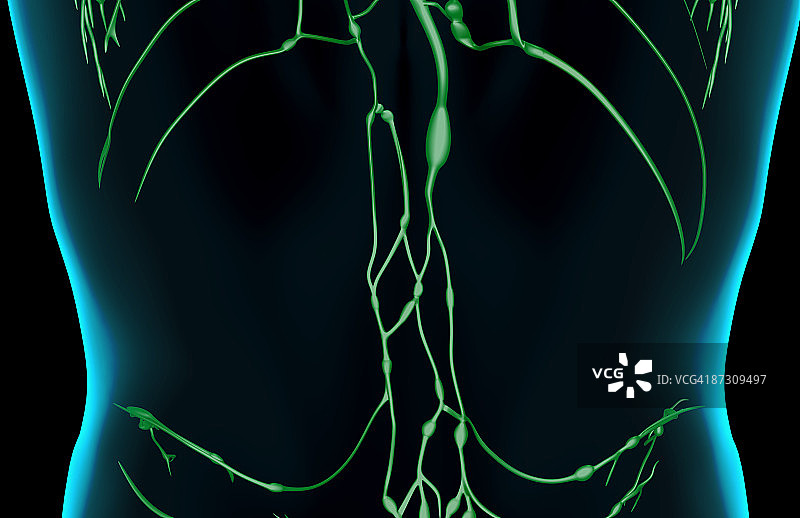 下背部的淋巴系统图片素材