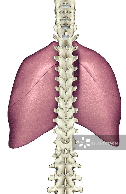 肺部图片素材