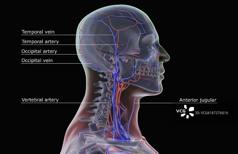 颈部和头部的血液供应图片素材