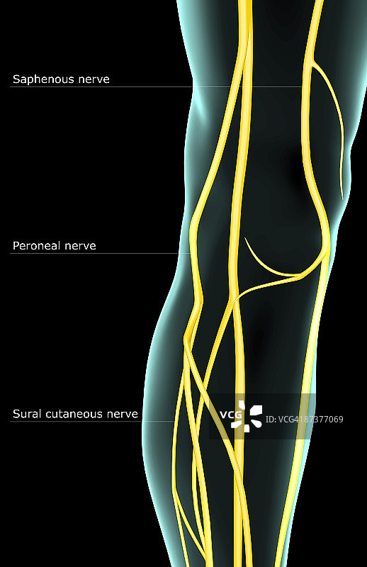 膝关节的神经支配图片素材