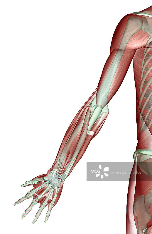 肌肉骨骼上肢的肌肉骨骼图片素材