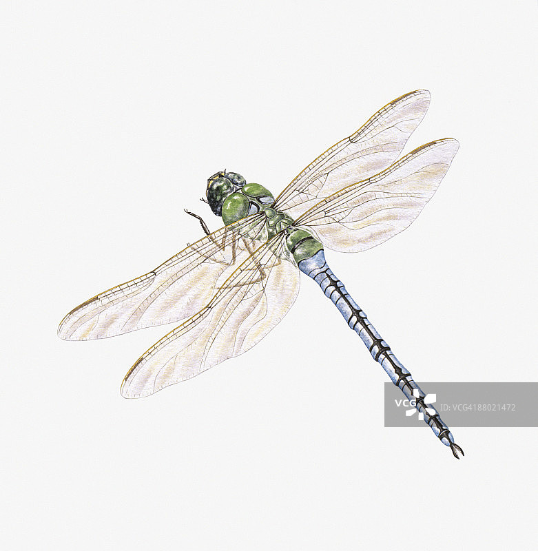 蜻蜓(不等翅目)在飞行中显示透明的翅膀图片素材