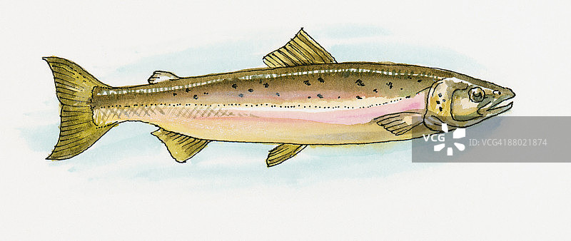 欧洲沙丁鱼插图(撒丁鱼)，也被称为哈姆西在黑海地区图片素材