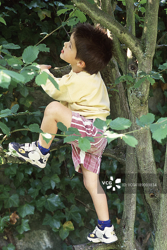 小男孩在爬树图片素材