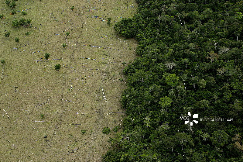 为了养牛而砍伐亚马逊森林图片素材