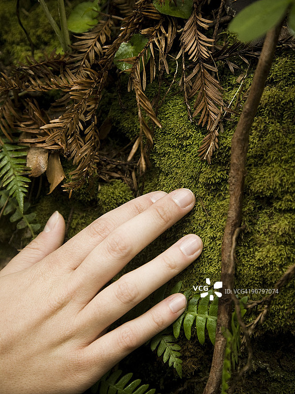 手摸着长满苔藓的树干图片素材