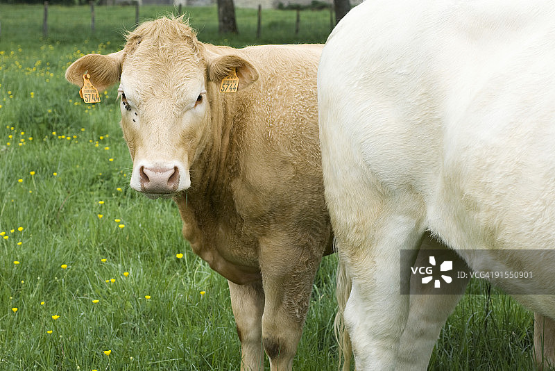 棕色的奶牛在牧场和白色的奶牛一起，看着镜头图片素材