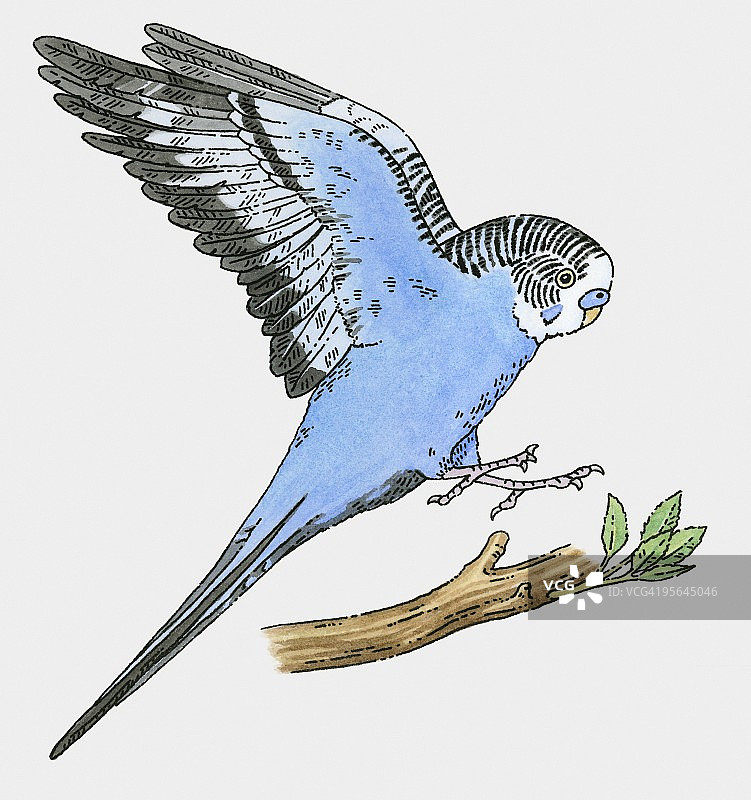 蓝色虎皮鹦鹉降落在树枝上的插图图片素材