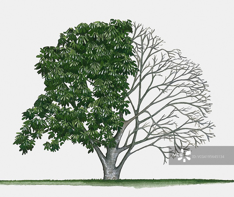 插图加利福尼亚七叶树(加利福尼亚七叶树)，一种显示夏季叶子的落叶树图片素材