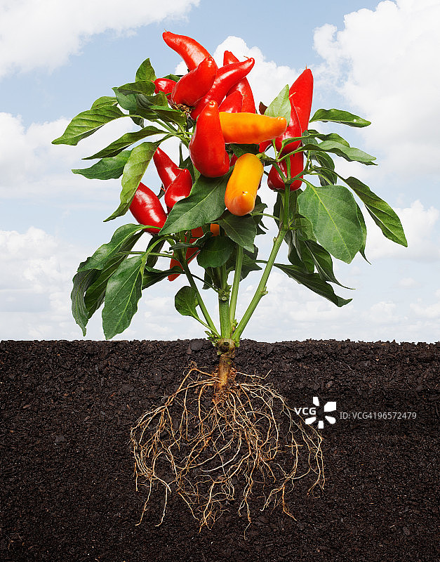 生长在有根的土壤中的辣椒。图片素材