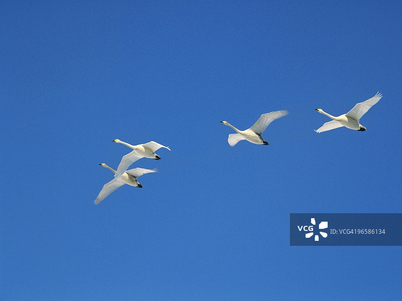 天鹅在蓝天中飞翔图片素材
