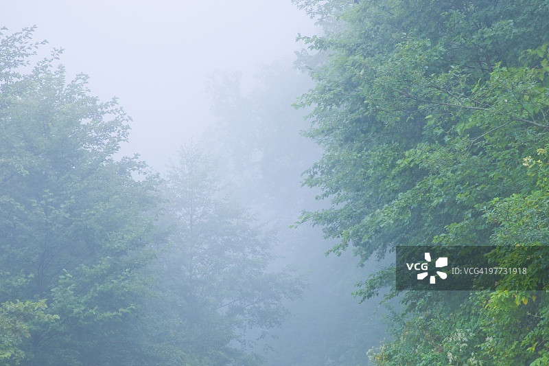 森林中的雾，Norikura高原，松本，长野县，日本图片素材