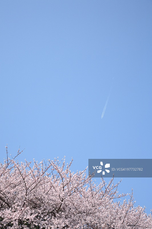 樱花映衬着蓝色的天空，蓝色的背景，复制空间，东京县，日本图片素材